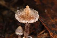 Cortinarius acutus image