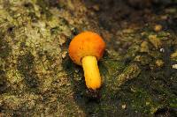 Russula flavida image