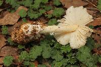 Amanita tuza image