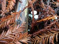 Marasmius calhouniae image