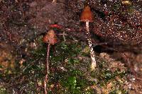 Psilocybe heimii image