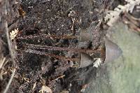 Psilocybe neoxalapensis image