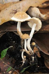 Asterophora lycoperdoides image