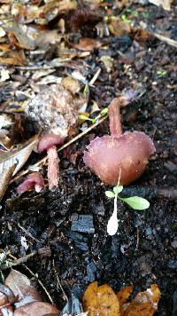 Laccaria amethysteo-occidentalis image