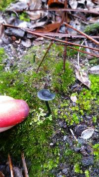 Arrhenia chlorocyanea image