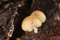 Simocybe centunculus var. centunculus image