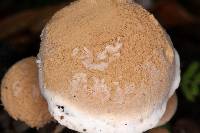 Asterophora lycoperdoides image