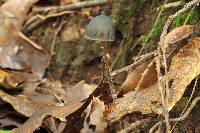 Psilocybe neoxalapensis image