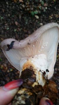 Lactarius argillaceifolius var. megacarpus image