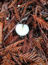 Marasmius calhouniae image