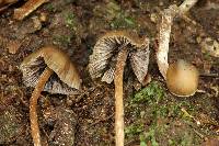 Psilocybe neoxalapensis image