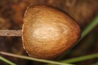 Panaeolus papilionaceus image