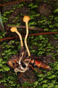 Ophiocordyceps sphecocephala image