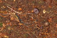 Psilocybe neoxalapensis image