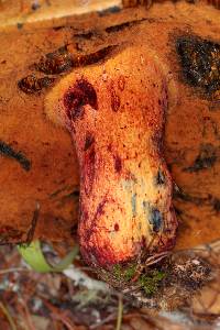 Boletus dupainii image