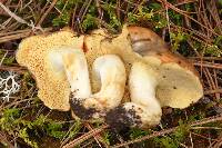 Suillus brevipes image