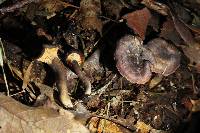 Cantharellus atrolilacinus image