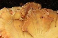 Laetiporus sulphureus image