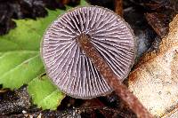 Psilocybe neoxalapensis image