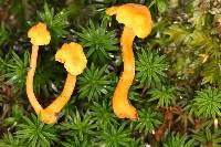 Cantharellus minor image