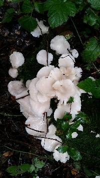 Pleurotus ostreatus image