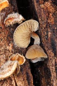 Simocybe centunculus var. centunculus image