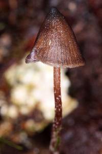 Psilocybe neoxalapensis image