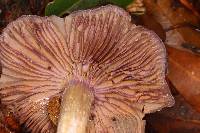 Cortinarius vanduzerensis image