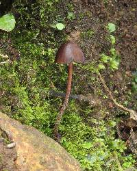 Psilocybe neoxalapensis image