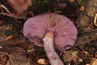 Cortinarius anomalus image