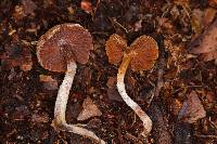 Cortinarius acutus image