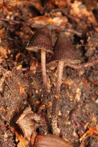 Psilocybe banderillensis image