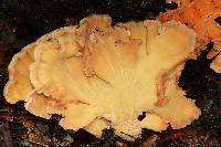 Laetiporus sulphureus image