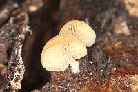 Simocybe centunculus var. centunculus image