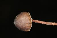 Psilocybe neoxalapensis image