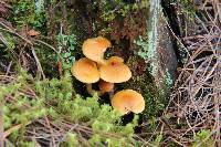 Gymnopilus amarissimus image