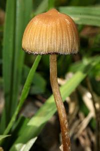 Psilocybe mexicana image