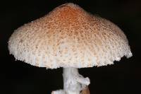 Lepiota clypeolaria image