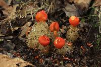 Calostoma cinnabarinum image