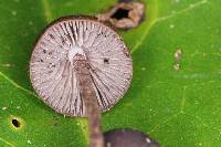 Psilocybe neoxalapensis image