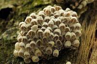 Coprinellus disseminatus image