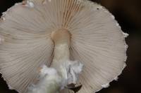 Lepiota clypeolaria image