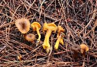 Craterellus tubaeformis image