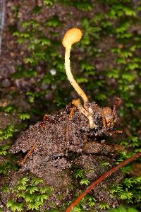 Ophiocordyceps sphecocephala image