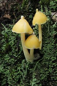 Entoloma murrayi image