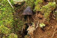 Psilocybe neoxalapensis image
