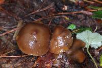 Psilocybe muliercula image