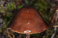 Psilocybe neoxalapensis image