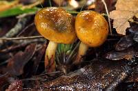 Pulveroboletus curtisii image