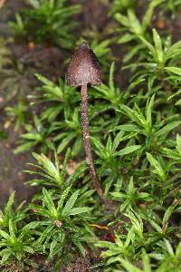 Psilocybe neoxalapensis image